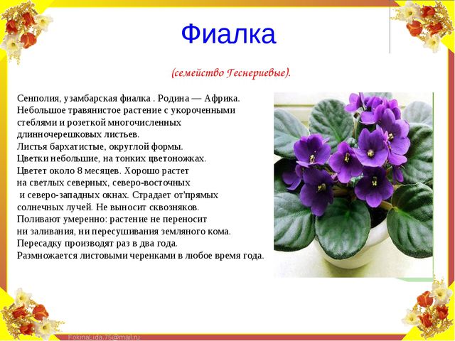 Паспорт комнатных растений