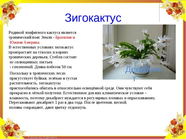 Паспорт комнатных растений