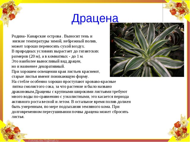 Паспорт комнатных растений