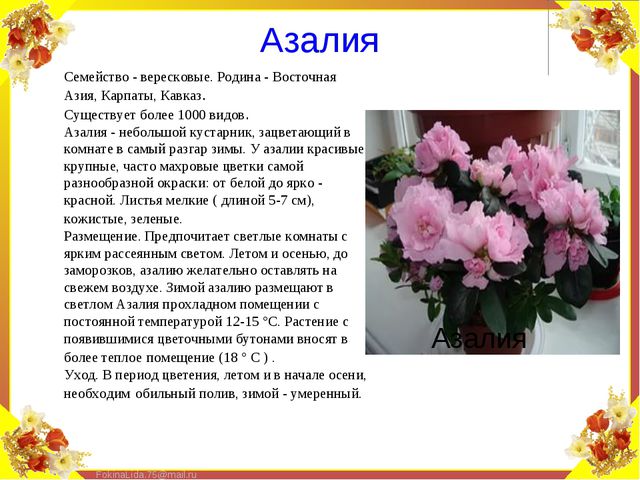 Паспорт комнатных растений