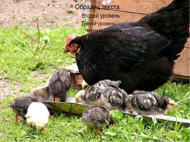 Домашние птицы и их птенцы. Презентация для детей