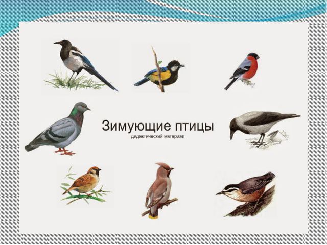 Сороки. Фольклорный праздник