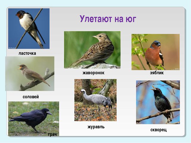 Сороки. Фольклорный праздник