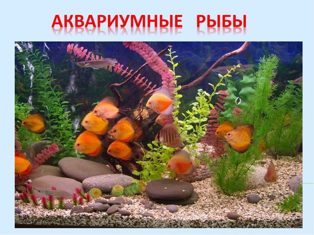 Аквариумные рыбки (знакомство дошкольников с обитателями аквариума)