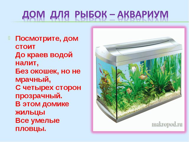 Аквариумные рыбки (знакомство дошкольников с обитателями аквариума)
