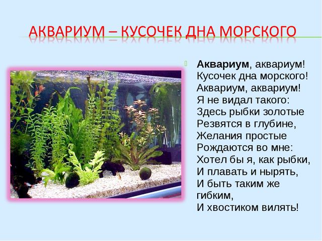 Аквариумные рыбки (знакомство дошкольников с обитателями аквариума)