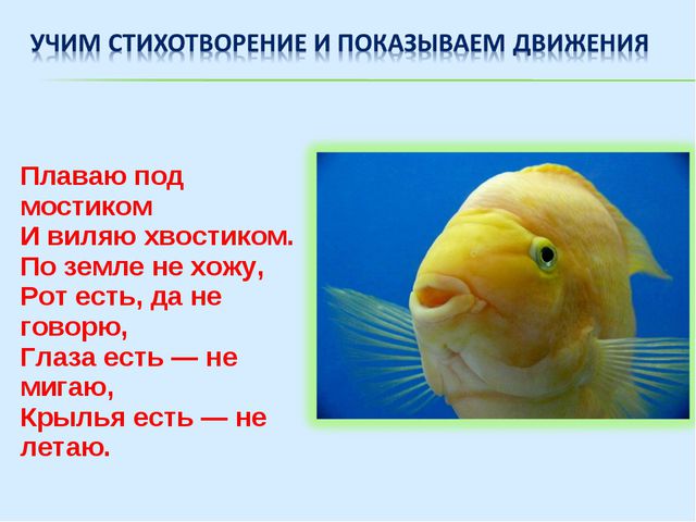 Аквариумные рыбки (знакомство дошкольников с обитателями аквариума)