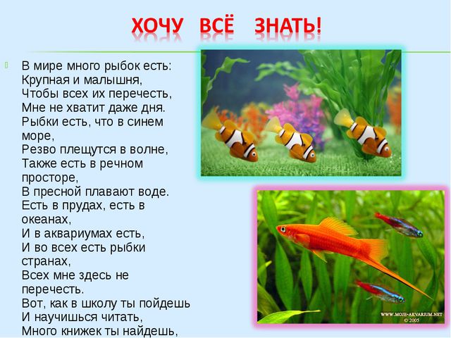 Аквариумные рыбки (знакомство дошкольников с обитателями аквариума)