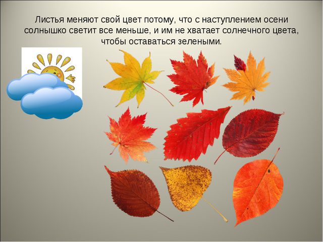 Признаки осени. Презентация для детей средней группы