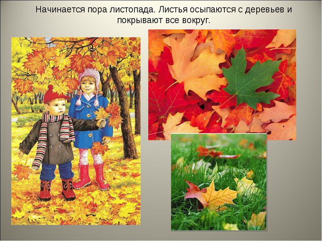 Признаки осени. Презентация для детей средней группы