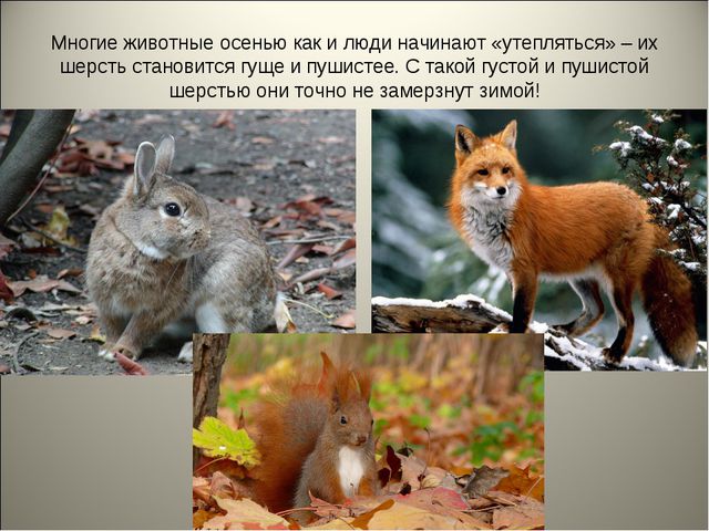 Признаки осени. Презентация для детей средней группы