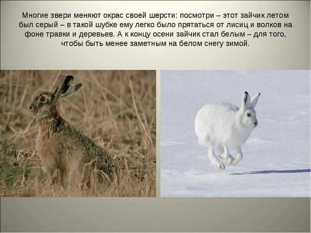 Признаки осени. Презентация для детей средней группы