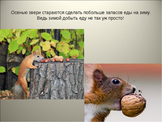 Признаки осени. Презентация для детей средней группы