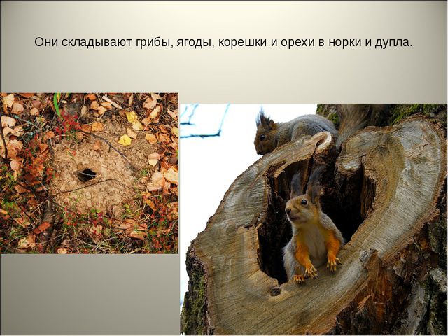 Признаки осени. Презентация для детей средней группы
