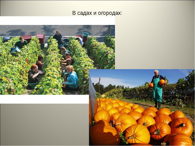 Признаки осени. Презентация для детей средней группы