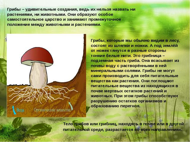 Самый главный гриб. Презентация по познавательно-речевому развитию детей