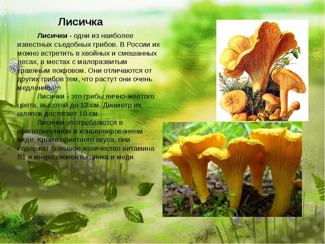 Самый главный гриб. Презентация по познавательно-речевому развитию детей