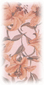 Picture 48