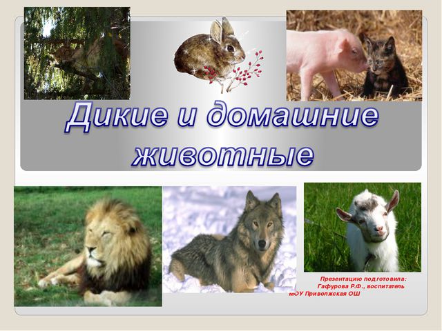Дикие и домашние животные. Презентация для детей