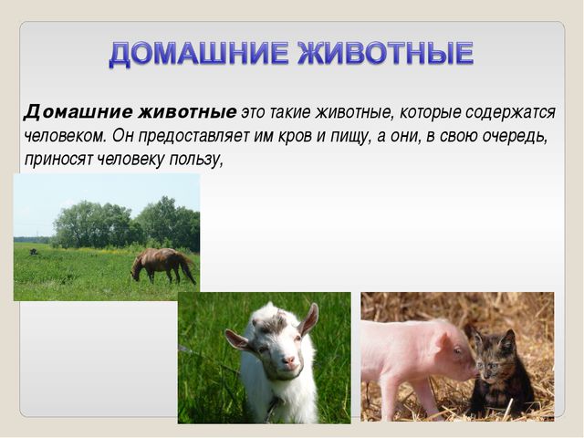 Дикие и домашние животные. Презентация для детей