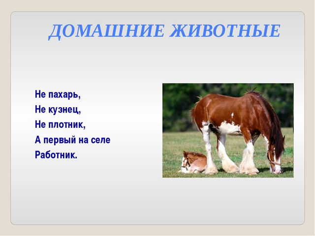Дикие и домашние животные. Презентация для детей