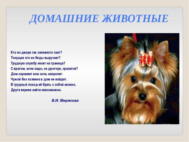 Дикие и домашние животные. Презентация для детей