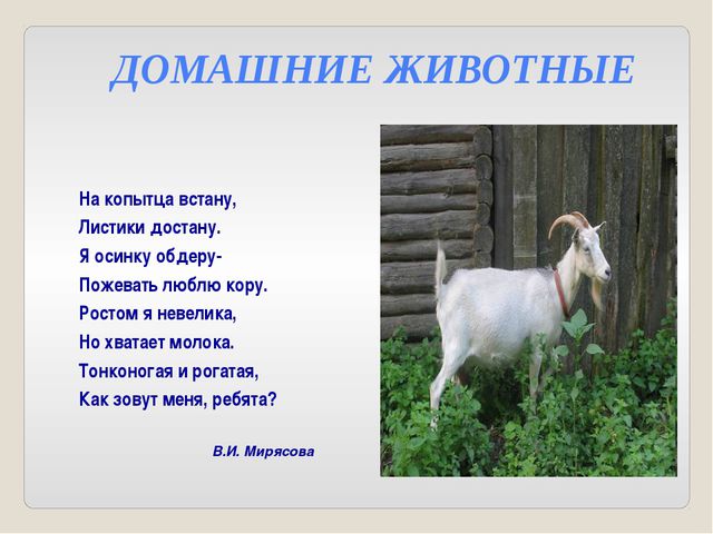 Дикие и домашние животные. Презентация для детей