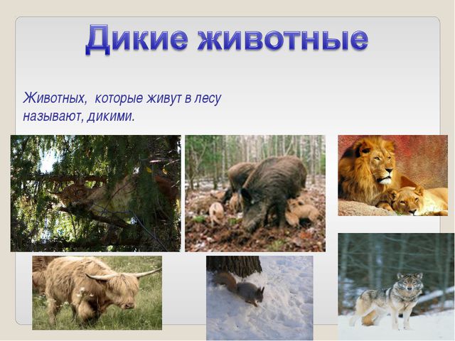 Дикие и домашние животные. Презентация для детей