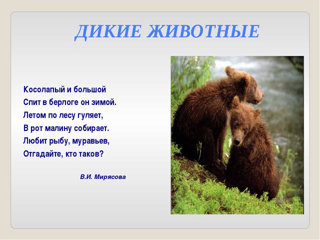 Дикие и домашние животные. Презентация для детей