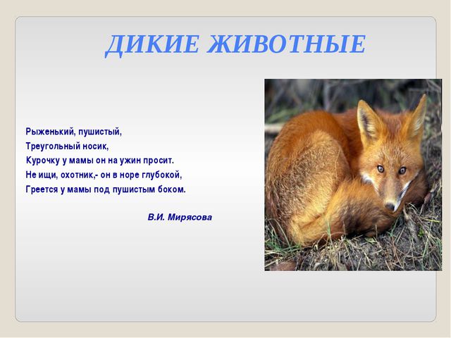 Дикие и домашние животные. Презентация для детей