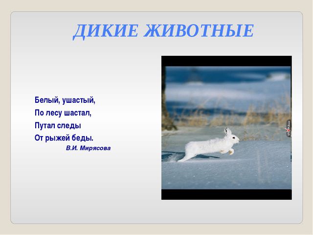 Дикие и домашние животные. Презентация для детей