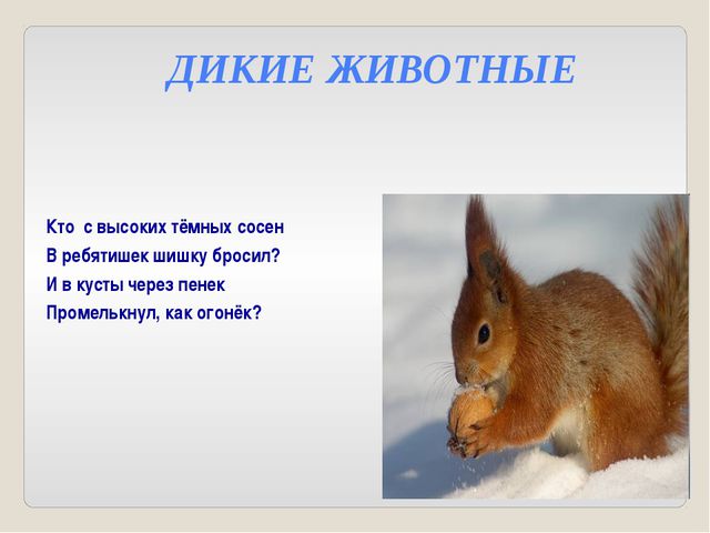 Дикие и домашние животные. Презентация для детей