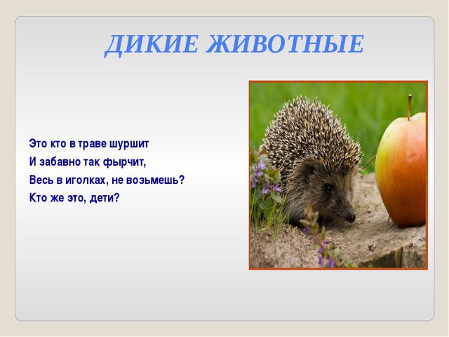Дикие и домашние животные. Презентация для детей