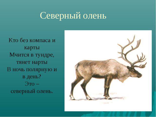 Животные Крайнего Севера. Презентация по окружающему миру