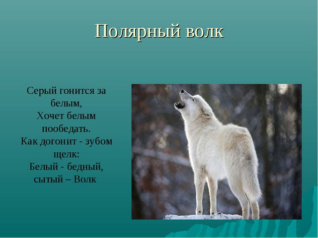 Животные Крайнего Севера. Презентация по окружающему миру