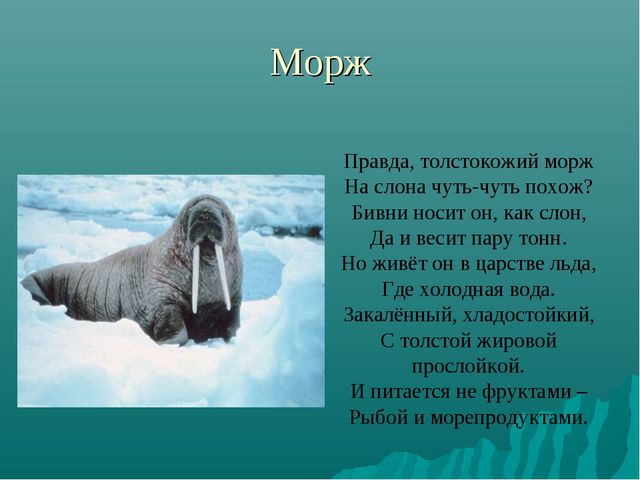 Животные Крайнего Севера. Презентация по окружающему миру