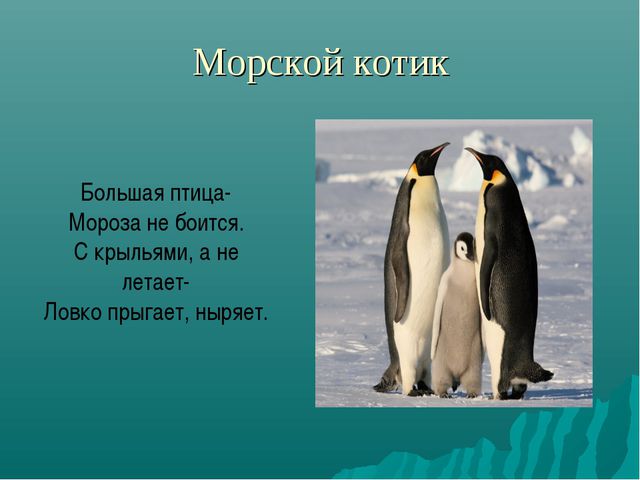 Животные Крайнего Севера. Презентация по окружающему миру