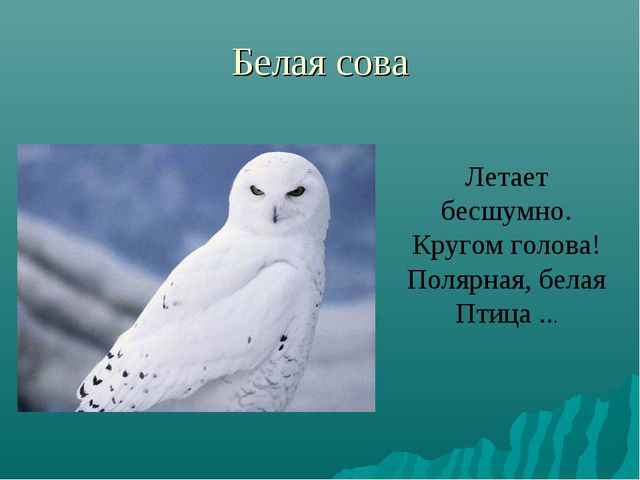 Животные Крайнего Севера. Презентация по окружающему миру