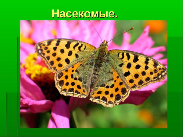 Насекомые. Презентация по познавательному развитию