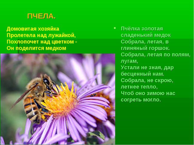Насекомые. Презентация по познавательному развитию