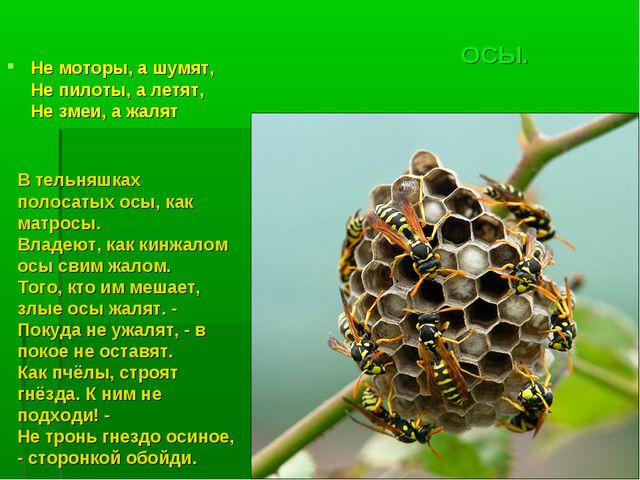 Насекомые. Презентация по познавательному развитию