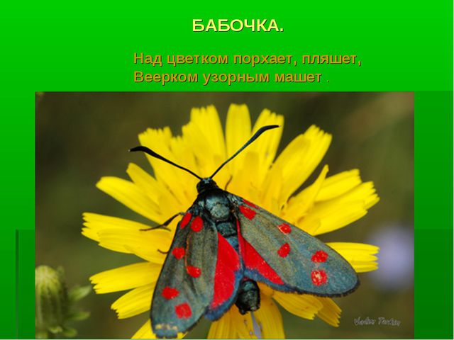 Насекомые. Презентация по познавательному развитию