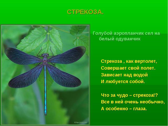 Насекомые. Презентация по познавательному развитию