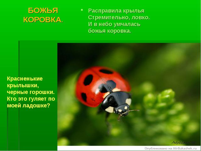 Насекомые. Презентация по познавательному развитию
