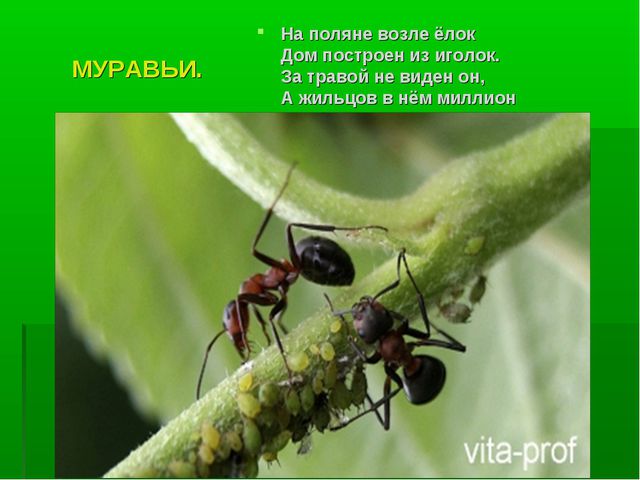 Насекомые. Презентация по познавательному развитию