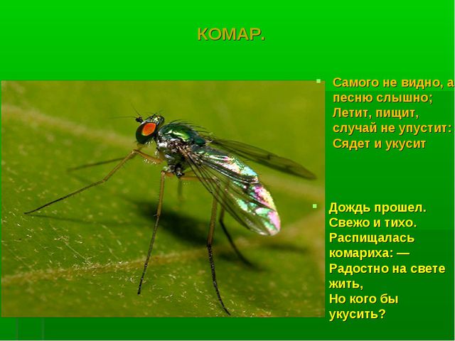 Насекомые. Презентация по познавательному развитию