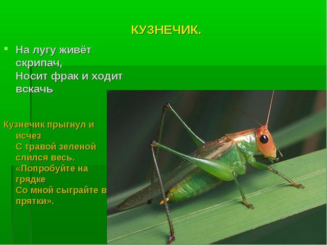 Насекомые. Презентация по познавательному развитию