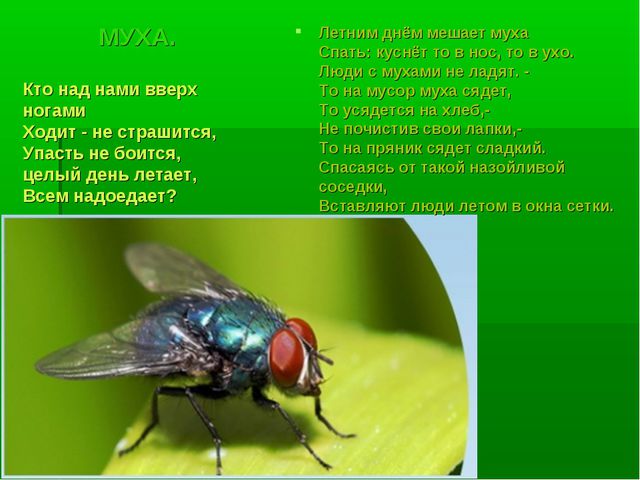Насекомые. Презентация по познавательному развитию