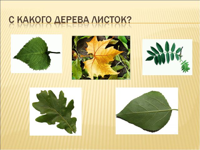 Осень. Презентация для дошкольников