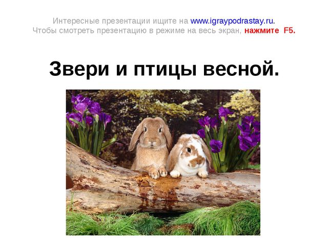 Животные весной. Презентация для 2 младшей группы